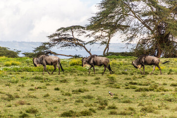 Naklejka na ściany i meble Wildebeest at Crescent Island Game Sanctuary on Naivasha lake, Kenya