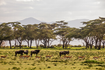Thomson's Gazelle (Eudorcas thomsonii) and Wildebeest at Crescent Island Game Sanctuary on Naivasha...