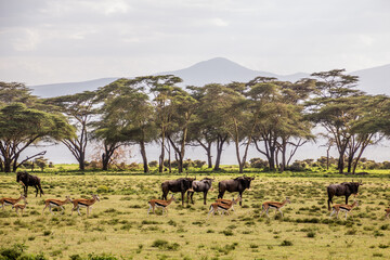 Thomson's Gazelle (Eudorcas thomsonii) and Wildebeest at Crescent Island Game Sanctuary on Naivasha lake, Kenya. © Matyas Rehak