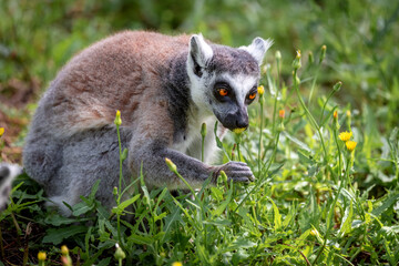 Ring-tailed lemur (Lemur Catta) sitting on a background of green grass and yellow flowers in Safari Ramat Gan, Israel.