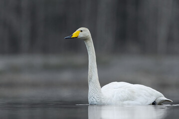Whooper swan (Cygnus cygnus) swimming in the misty lake in morning in spring.	
