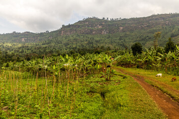 Fototapeta na wymiar Rural landscape near Budadiri, Uganda