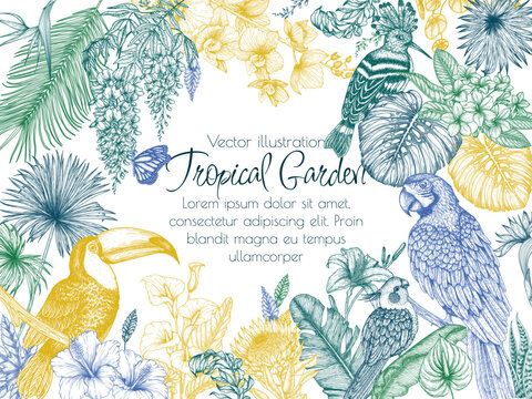 Vector tropical garden frame with exotic birds and butterflies. Macaw parrot, toucan, hoopoe and corella parrot in engraving style