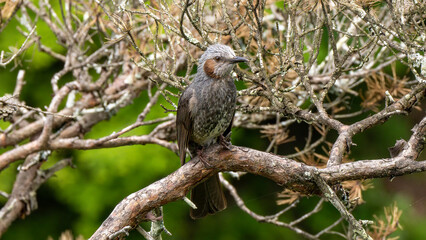 天竜川のヒヨドリ