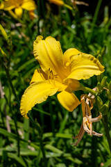 Yellow daylily flower closeup in sunlight. Cultivated garden plant.