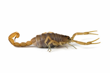 Deathstalker scorpion closeup on isolated background, Deathstalker scorpion closeup from side view