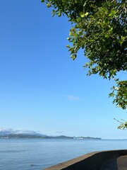 tree on the beach