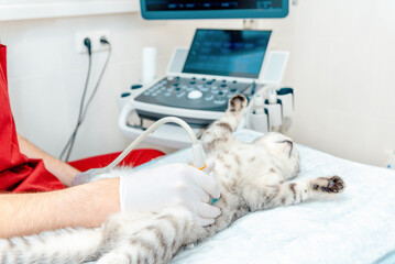 A small gray cat during ultrasound examination in vet clinic.Scottish Fold cat laying on the table.The medical equipment, monitor at the background.