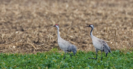 Common Crane (Grus grus) in field
