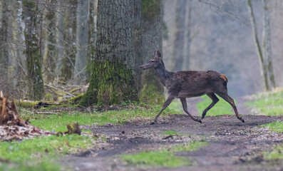  Red deer (Cervus elaphus) female in spring