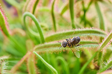 An insect on a beautiful green background.