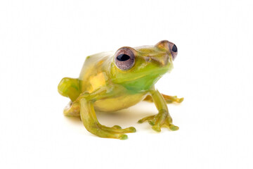Juvenile Zhangixalus dulitensis closeup from side view, Baby Jade tree frog closeup on isolated background