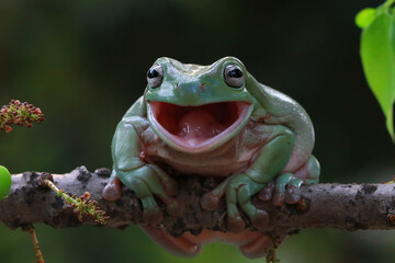 Dumpy frog "litoria caerulea"  shadding on branch, Dumpy frog "litoria caerulea" look like laughing on branch