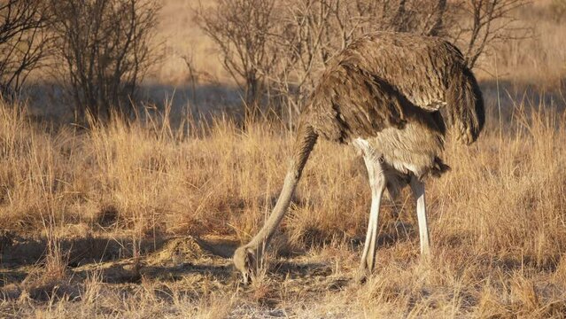 Side view of female ostrich pecking at short dry grass