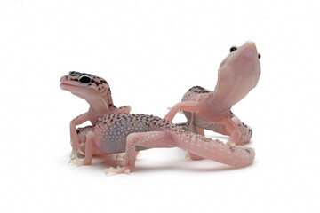 Baby eublepharis macularius closeup on isolated background. Three baby leopard gecko closeup on...