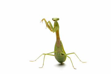 Praying mantis 