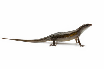 Eutropis multifasciata lizard closeup, Eutropis multifasciata lizard on isolated background, Eutropis multifasciata lizard female