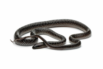 lycodon capucinus snake on isolated background, lycodon capucinus closeup on isolated background