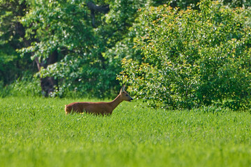 Sarna europejska. Capreolus capreolus. European roe deer in the morning. © Piotr
