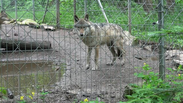 Family of grey wolf (Canis lupus) behind fence, captive animal