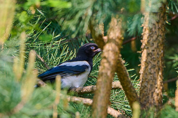 A young magpie hidden among the trees.