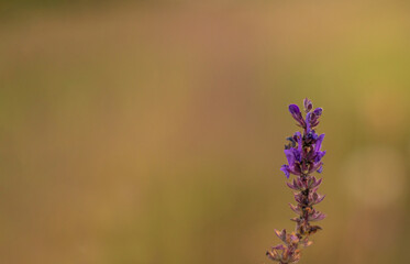 close up of lavender flower. Nature summer spring background, copy space