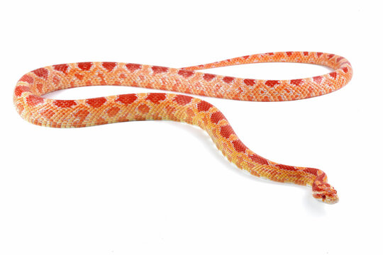 Amel het anery corn snake crawling on isolated background, amel het anery corn snake closeup