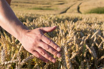 Wheat ears close-up against the background of the setting sun, blue sky and sunlight. The food...