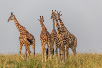 Giraffes in Murchison Falls national park, Uganda