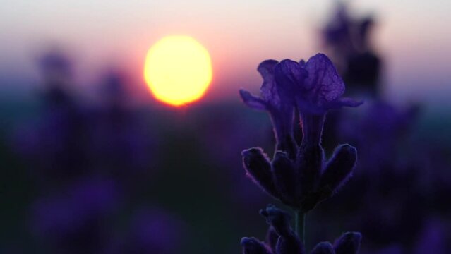 Blooming lavender in a field at sunset. Provence, France. Close up. Selective focus. Slow motion. Lavender flower spring background with beautiful purple colors and bokeh lights.