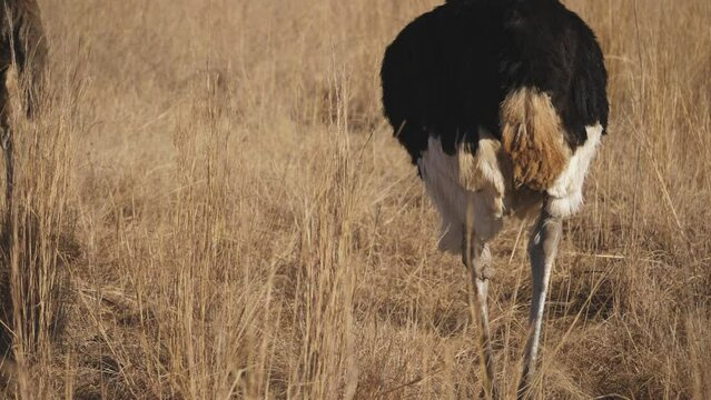 Legs and bodies of ostriches walk through tall, dry grass