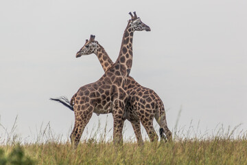 Giraffes in Murchison Falls national park, Uganda