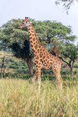 Naklejka na ściany i meble Giraffe in Murchison Falls national park, Uganda
