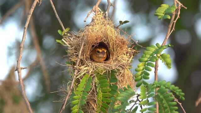 Close-up bird in a bird's nest
