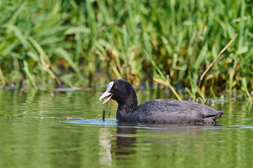 Łyska zwyczajna. Fulica atra. Common coot