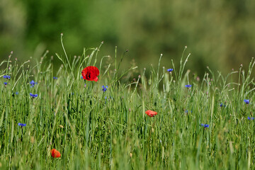 Beautiful flowers. Spring flowers. Beautiful background.
