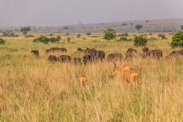 Lelwel Hartebeest (Alcelaphus buselaphus lelwel) and African buffaloes (Syncerus caffer) in Murchison Falls national park, Uganda
