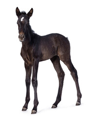 1 Month old dark brown Andalusian horse aka pura raza espanola, standing side ways. Looking towards camera. Isolated on a white background.