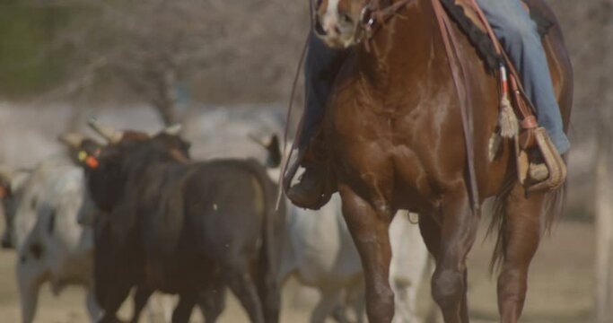 Cowboy wrangles bulls on farm in rural Texas countryside.