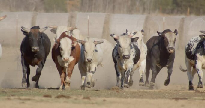Herd of bulls lined up running through farmland in American countryside.