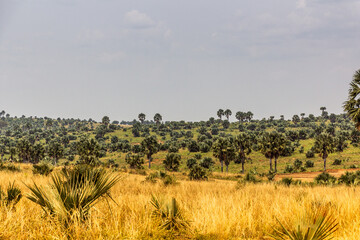 Obraz premium Landscape of Murchison Falls national park, Uganda