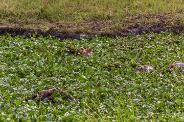 Hippopotamus in Murchison Falls national park, Uganda