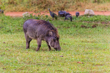 Eastern Warthog (Phacochoerus africanus massaicus) in Ziwa Rhino Sanctuary, Uganda