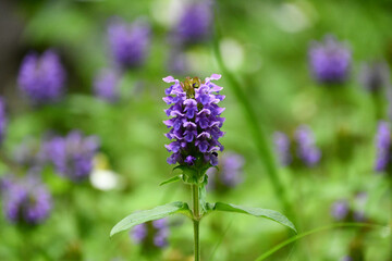 タテヤマウツボグサ　Prunella prunelliformis