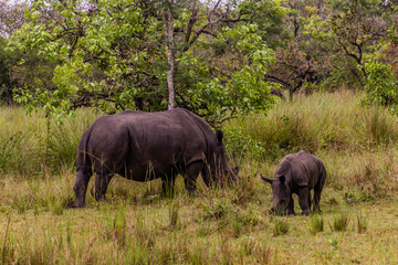 Fototapeta premium Southern white rhinoceros (Ceratotherium simum simum) in Ziwa Rhino Sanctuary, Uganda