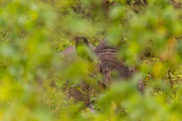 Southern white rhinoceros (Ceratotherium simum simum) in Ziwa Rhino Sanctuary, Uganda