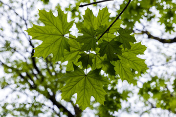 Green maple leaves are under bright sky background
