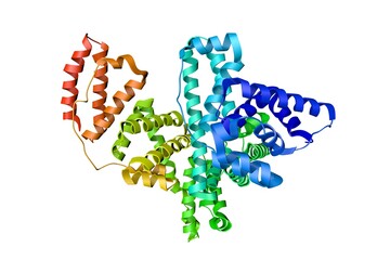 Human serum albumin complexed with hexadecanoic acid (palmitic acid). Ribbons diagram based on protein data bank entry 1e7h. Rainbow coloring from N to C. 3d illustration