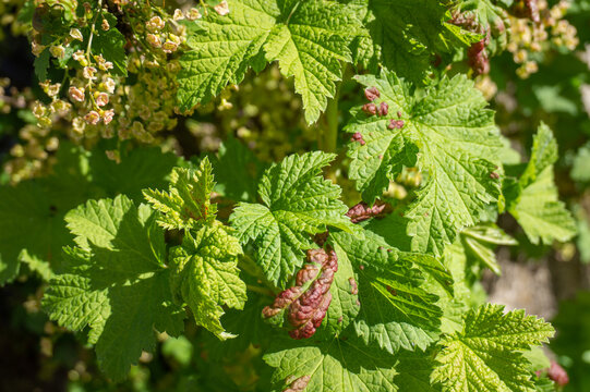 Galls of Redcurrant Blister Aphid or Cryptomyzus ribis on leaf of Redcurrant or Ribes rubrum. Currant disease.