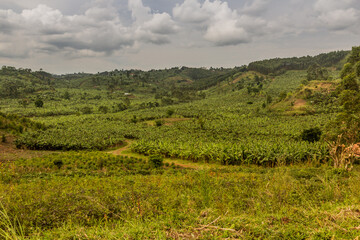 Fototapeta na wymiar Lush landscape of the crater lakes region near Fort Portal, Uganda